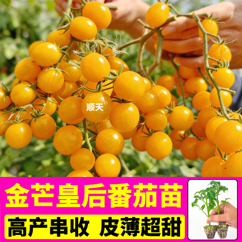 金芒皇后番茄苗秧圣女果种子种植