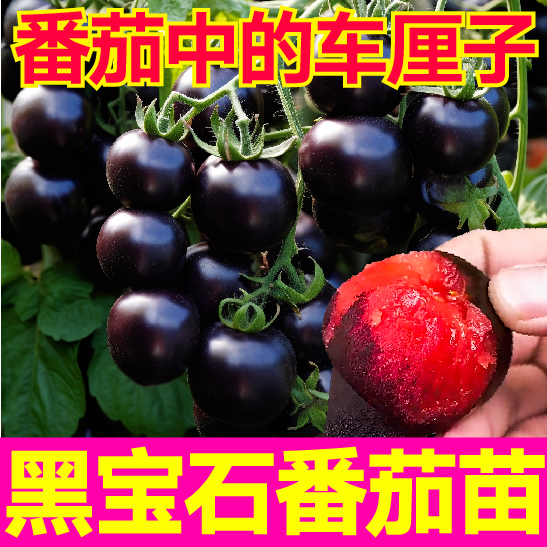 山东寿光黑宝石番茄秧苗幼苗四季盆栽西黑柿苗圣女果种子根系发达