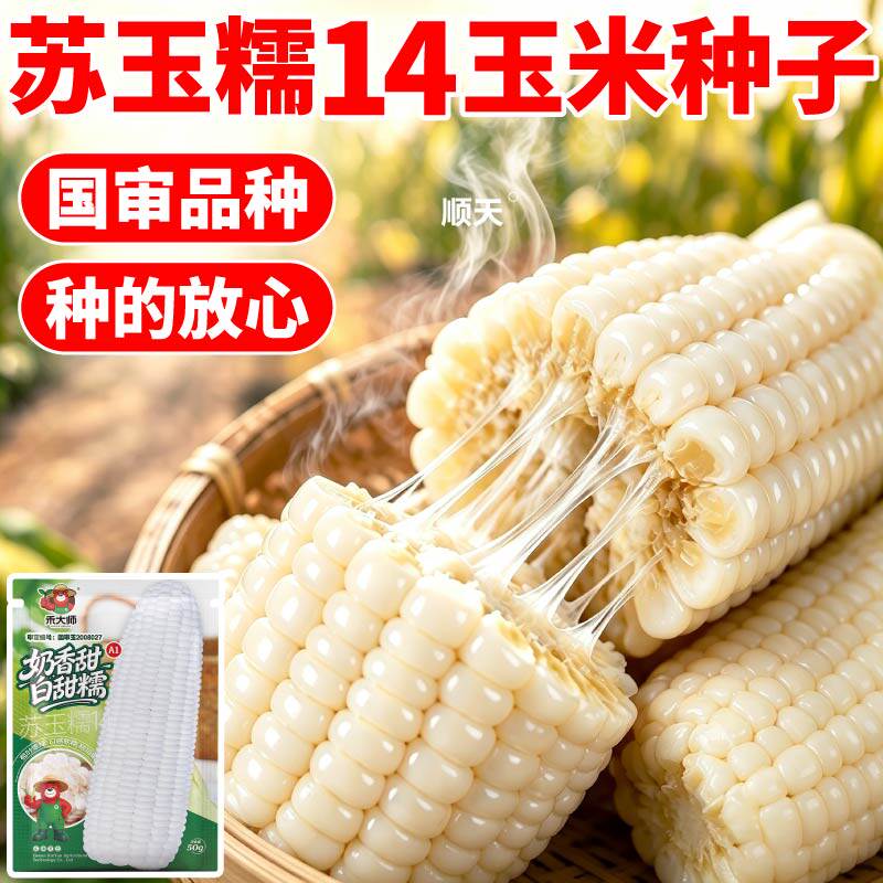 寿光白甜糯玉米种子软糯香甜早熟高产大棒玉米种春秋播种大田可种