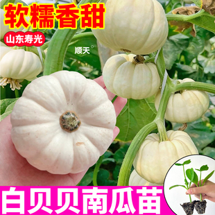 白贝贝南瓜苗秧寿光板栗绿黄白贝贝蜜本老南瓜种子四季高产蔬菜苗