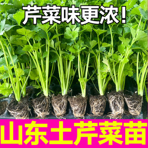 山东寿光山东土芹菜苗秧苗带土球四季阳台盆栽西芹红芹根芹种子