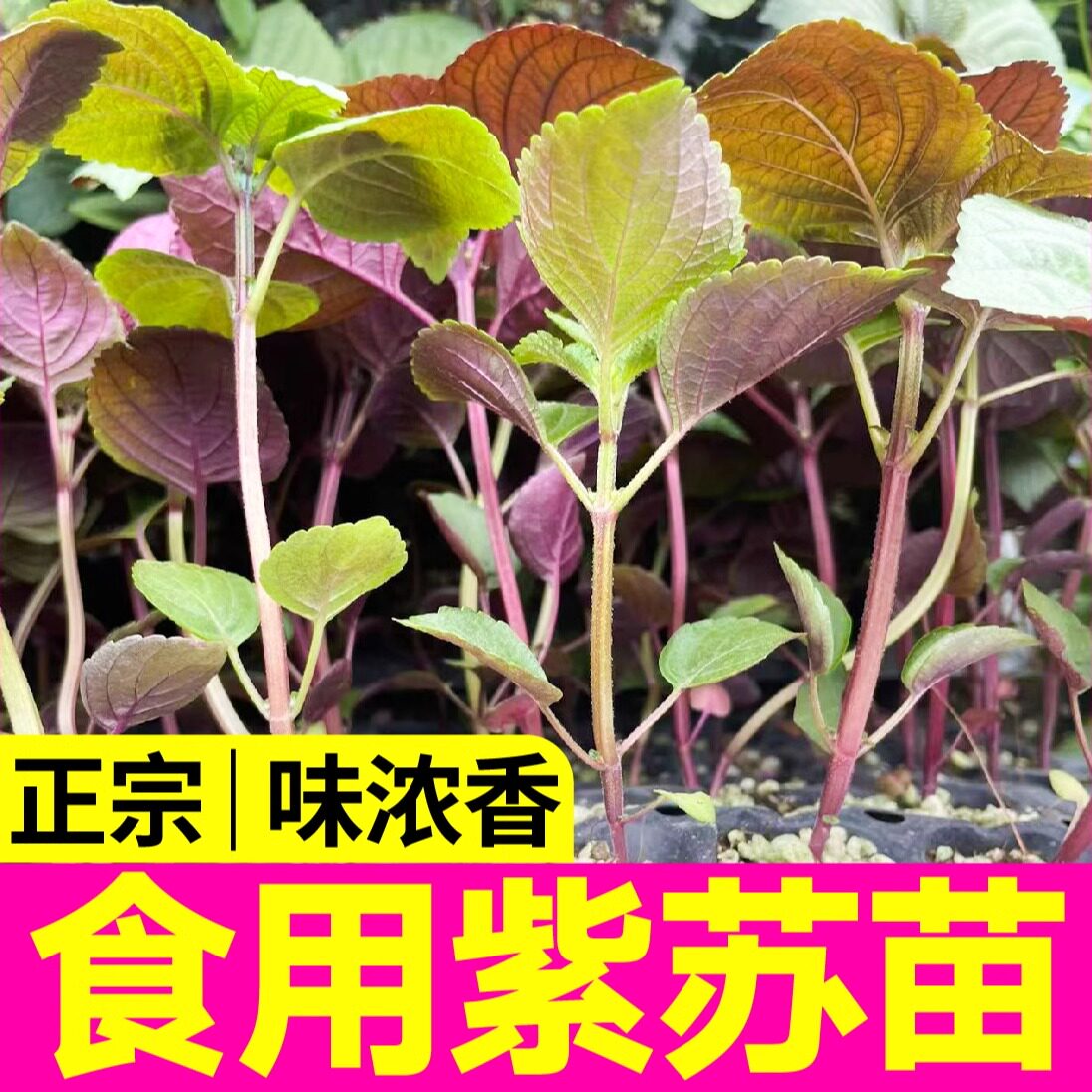 正宗食用香味浓双色紫苏秧苗带土球传统绿苏种子盆栽阳台野生幼苗