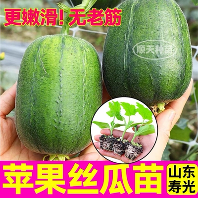 正宗苹果丝瓜秧苗圆丝瓜种子可生吃四季高产大肉八角棱鲜花丝瓜苗