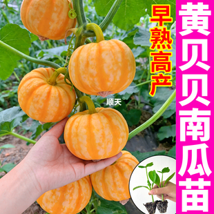 高产寿光黄贝贝南瓜苗秧板栗绿黄白贝贝蜜本老南瓜蔬菜苗种子四季