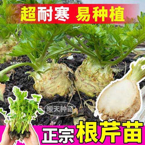 根芹苗子四季地中海根芹秧苗芹菜盆栽蔬菜高产阳台根芹种球正宗 - 封面