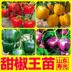 特大甜椒王红黄紫绿甜椒秧苗四季高产太空五彩方椒四季盆栽种子籽