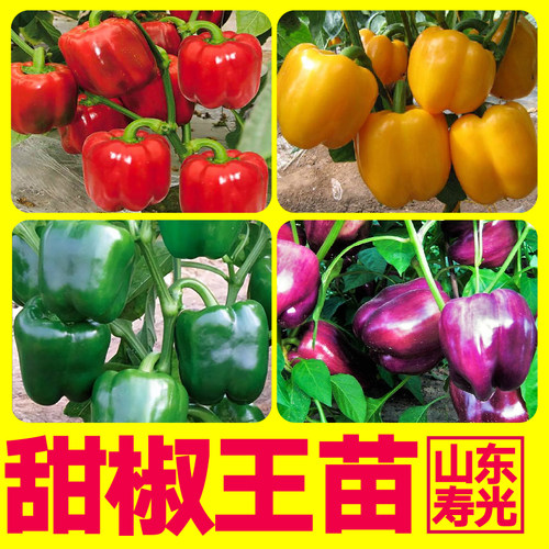 特大甜椒王红黄紫绿甜椒秧苗四季高产太空五彩方椒四季盆栽种子籽