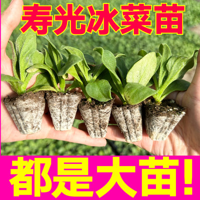 山东寿光多茬采收特大叶水晶冰菜苗秧苗非洲冰草种子四季盆栽籽