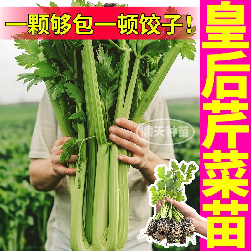 皇后大西芹苗秧春秋高产四季小香芹红香芹种子大田蔬菜盆栽好成活