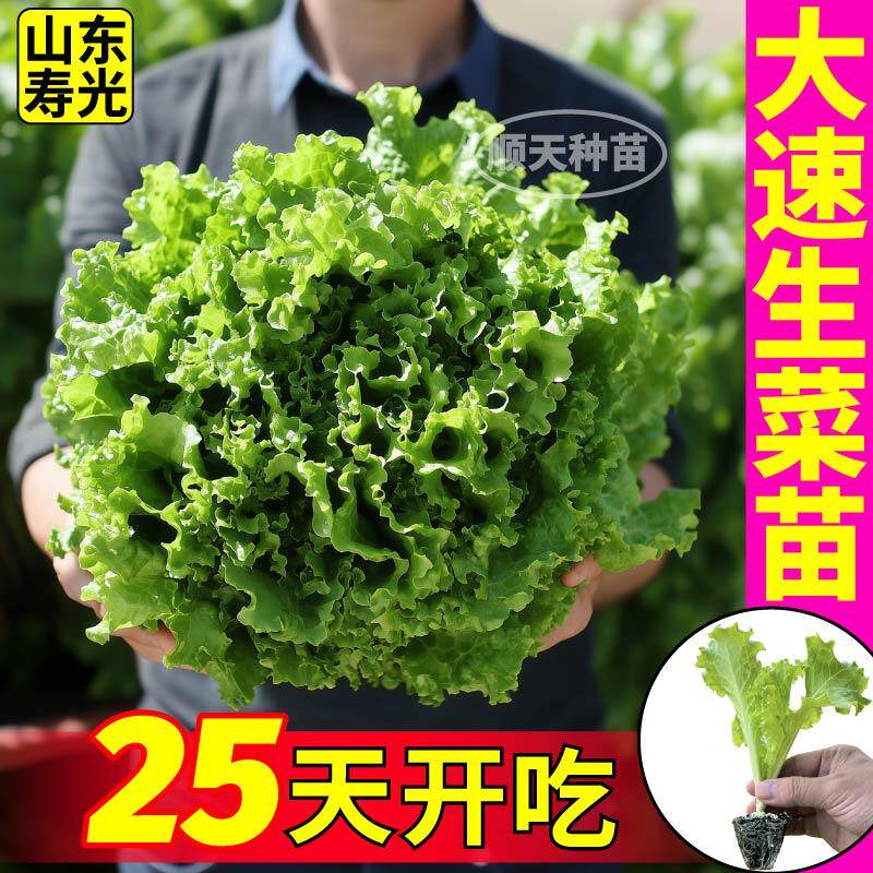 脆嫩大速生生菜秧苗穴盘苗种子生吃蔬菜营养高产速生红皱结球直立