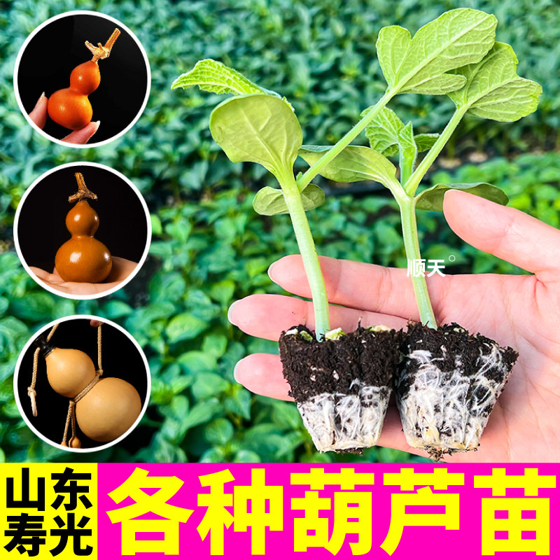 寿光葫芦苗秧各种葫芦文玩八宝手捻小亚腰大酒葫芦种子四季盆栽
