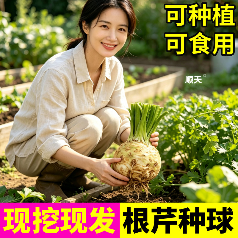 高产根芹种球疙瘩苗芹菜味浓郁根茎同食随吃随摘小院盆栽生吃熟吃