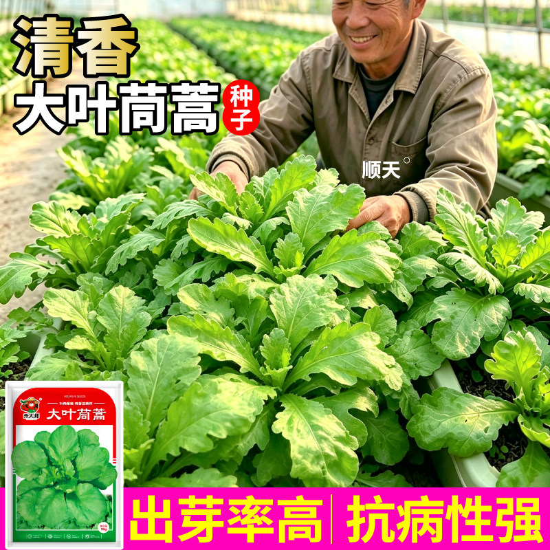 清香大叶茼蒿种子当季新种四季种植抗病高产菜园菜籽种子小院盆栽