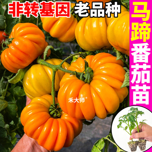 山东寿光黄马蹄番茄苗老品种番茄苗秧四季高产柿子沙瓤口感番茄