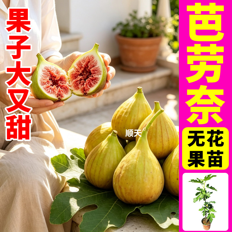 山东寿光芭劳奈无花果盆栽果树苗抗旱耐热不宜裂果青皮无花果盆栽