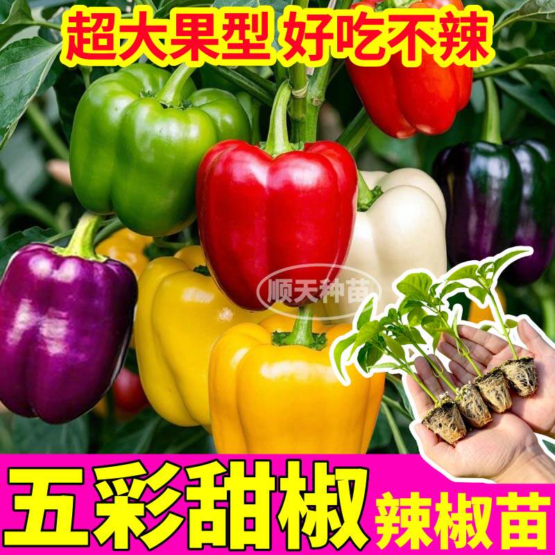 特大五彩辣椒苗秧带土球四季春秋盆栽阳台青红黄太空水果方椒种子