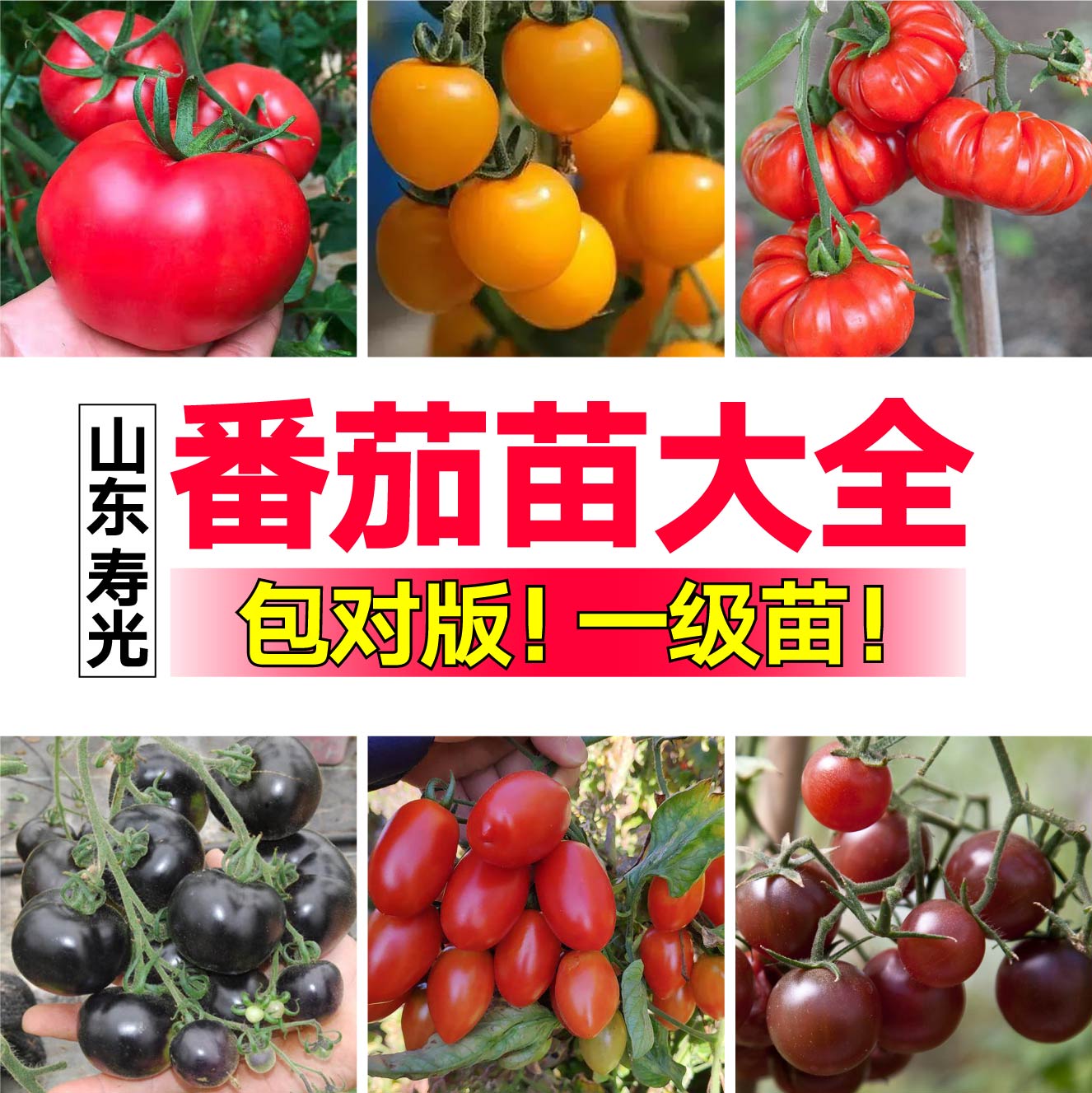 寿光各种番茄苗秧大全四季阳台盆栽红千禧黑玫瑰金玲珑大粉种籽