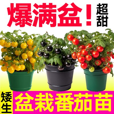 山东寿光三色红黄黑矮生小番茄苗秧苗幼苗阳台盆栽小圣女果种子籽