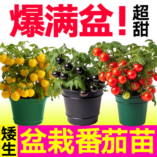 山东寿光三色红黄黑矮生小番茄苗秧苗幼苗阳台盆栽小圣女果种子籽