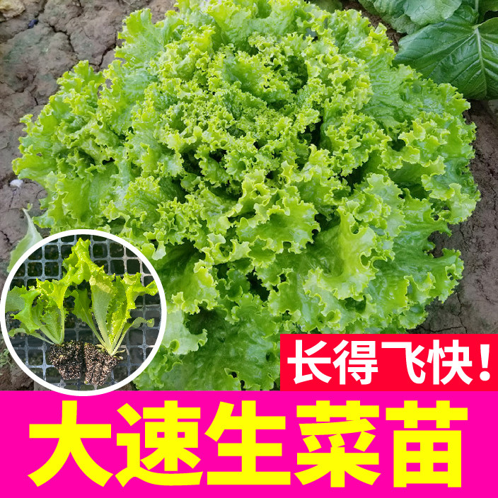 山东寿光脆爽鲜美美国大速生菜苗秧直立奶油红皱结球种子春秋四季