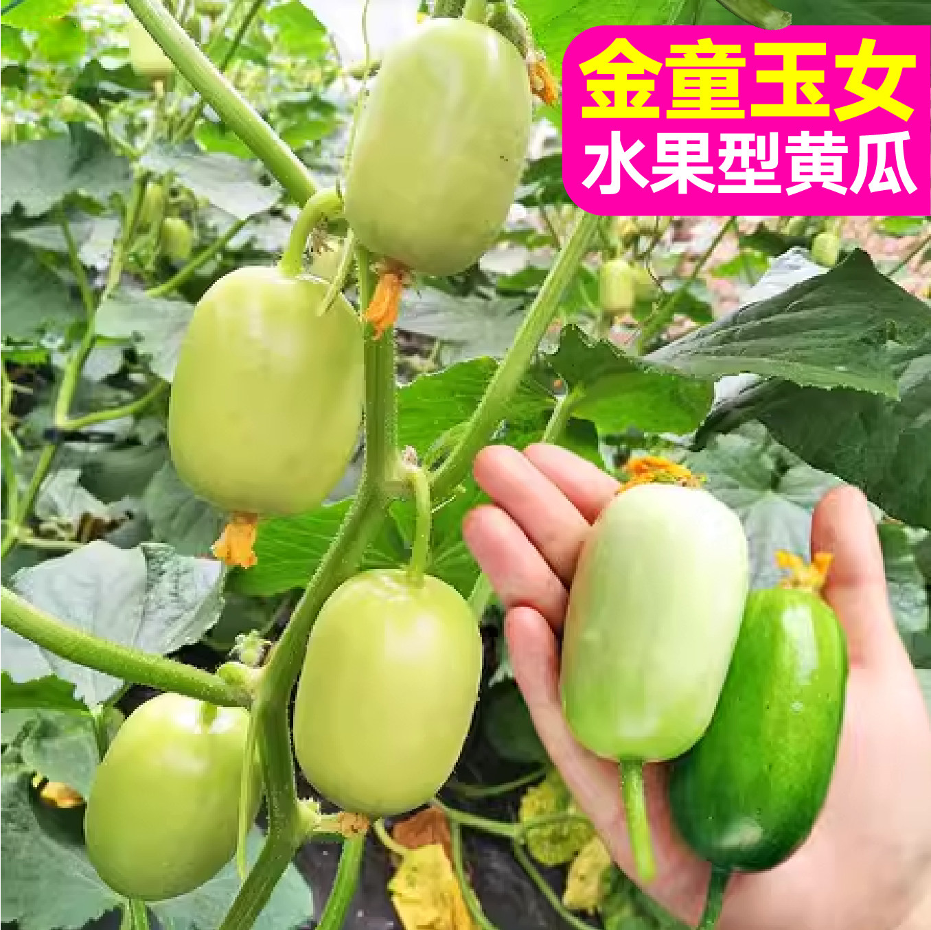 正品原装金童玉女迷你小水果黄瓜种子四季盆栽高产拇指黄瓜种籽