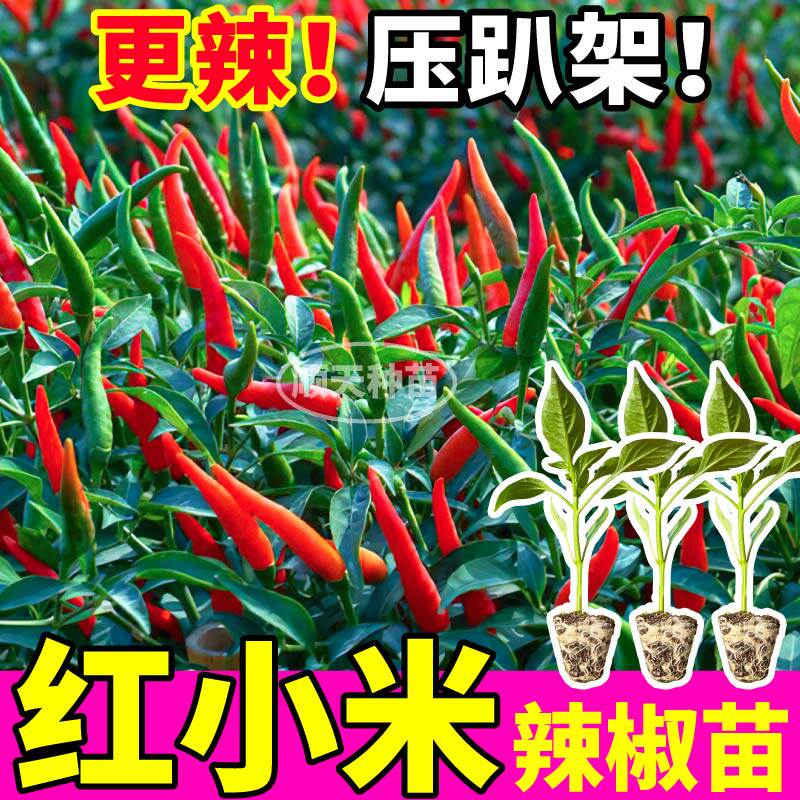 寿光特辣红小米辣椒苗高产白小米辣椒种子盆栽地栽四季朝天椒