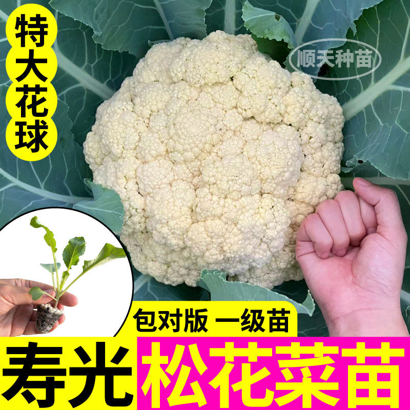 包对版山东寿光松花菜秧苗青梗特大花球紫晶花菜西兰花种子小院苗