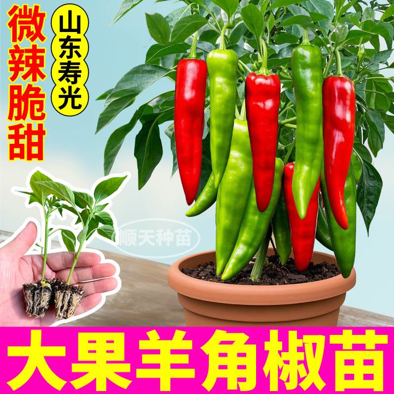 大果羊角椒苗秧高产微辣青红两吃尖椒四季地栽盆栽朝天七彩椒种子