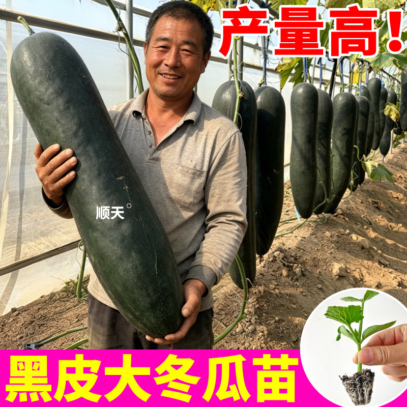 寿光直发黑皮大冬瓜苗秧早熟耐热四季肉厚绿春小冬瓜种子蔬菜苗