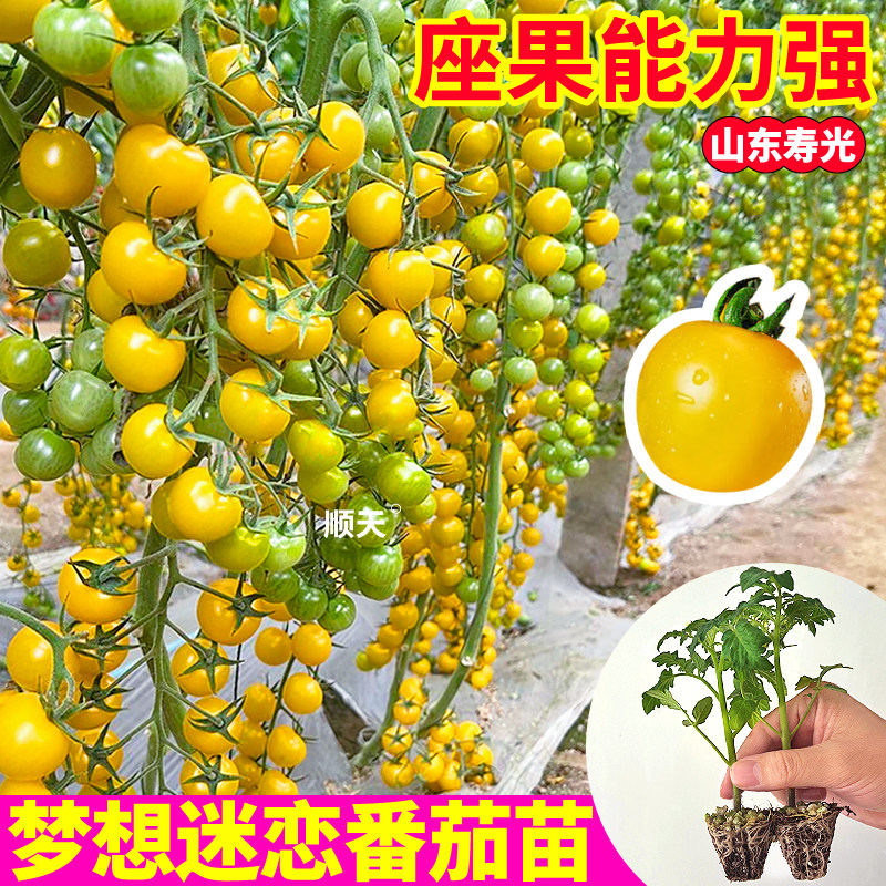 高产梦想迷恋番茄苗秧爆甜红千禧黑玫瑰甜开胃酒番茄种子四季盆栽