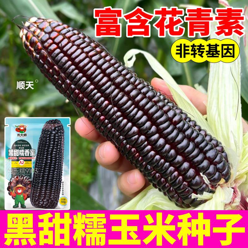 寿光黑甜糯玉米种子高产早熟黑糯包谷种籽香糯黄白彩糯玉米种子