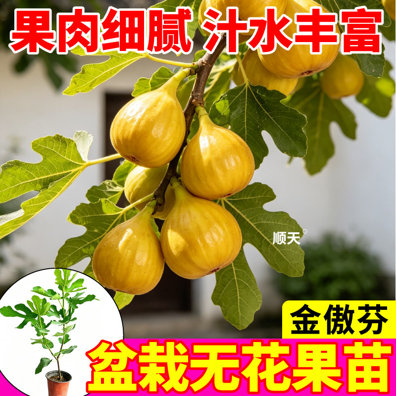 高产金傲芬无花果盆栽果树苗果肉细腻汁水丰富阳台可种原盆原土苗