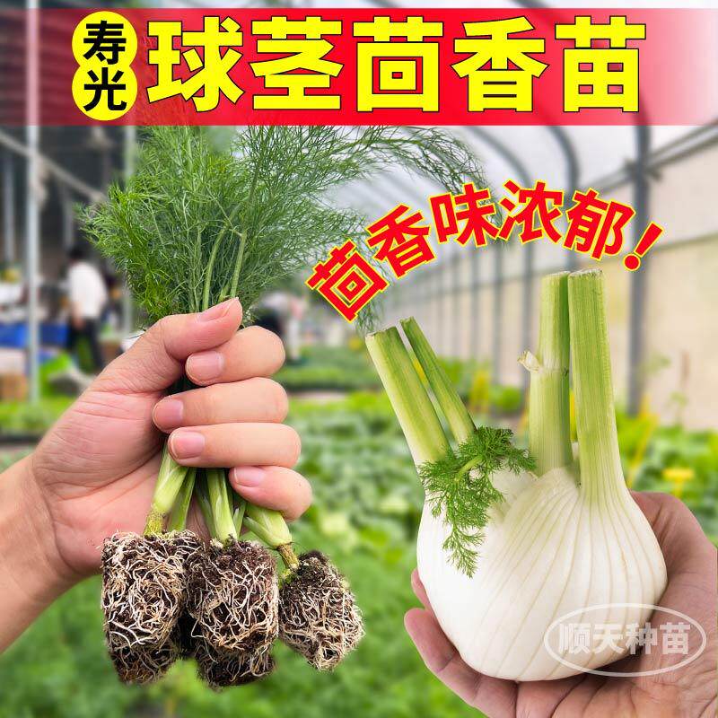 茴香味浓郁球茎茴香苗秧割茬结球茴香种子速生多茬采收盆栽小院籽