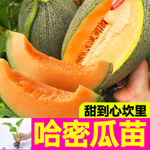 超甜哈密瓜秧苗子南方新疆哈密瓜网纹甜瓜苗香瓜苗四季高产种子籽