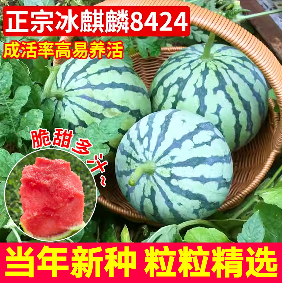 山东正宗冰糖麒麟8424西瓜种子酥脆甘甜特大懒汉西瓜种子小院四季