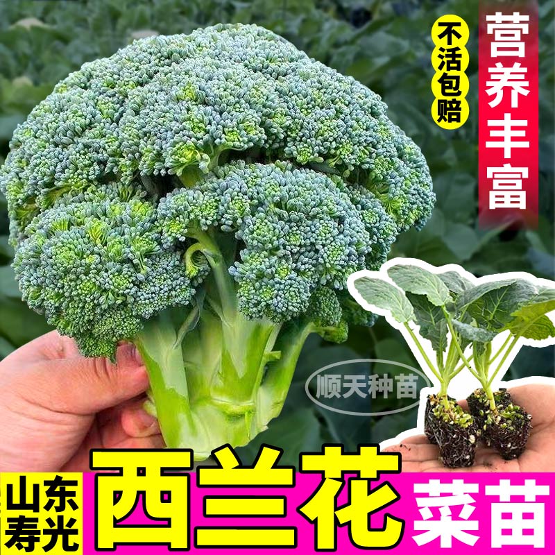 山东寿光西兰花苗秧正品绿色花椰菜当季新苗大苗四季阳台盆栽种子