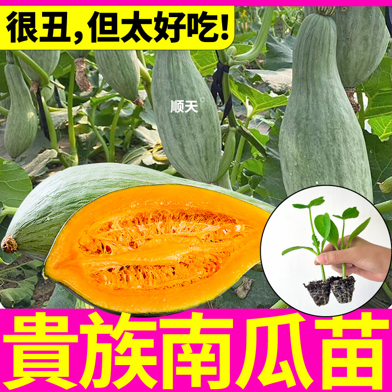 寿光贵族南瓜苗秧金丝蛋黄东北丑窝瓜甜糯黄绿奶油蜜本老南瓜