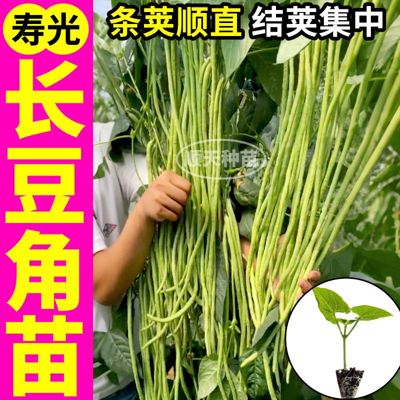 寿光压塌架绿长豆角苗秧摘不败红绿豇豆种子四季豆春秋盆栽高产苗