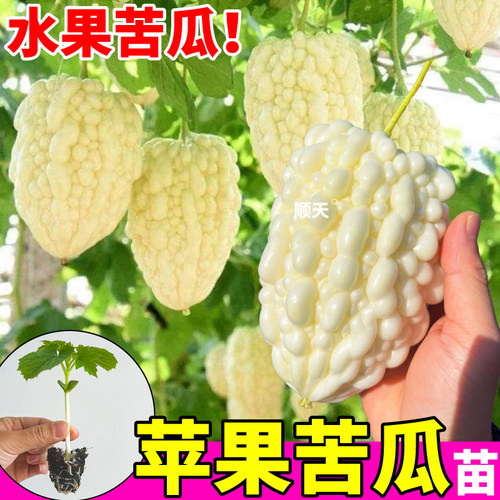 苹果苦瓜苗秧带土秧苗苦瓜苗绿剑金癞瓜种子清甜四季高产盆栽小院