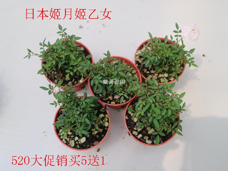 日本姬乙女进口姬月季山野草姬翠竹菖蒲微型盆景绿植盆栽小叶玫瑰在类目 鲜花速递/花卉仿真/绿植园艺, 花卉/绿植盆栽（新）, 绿植中 - 来自Buy2taobao.com提供专业的淘宝代购服务