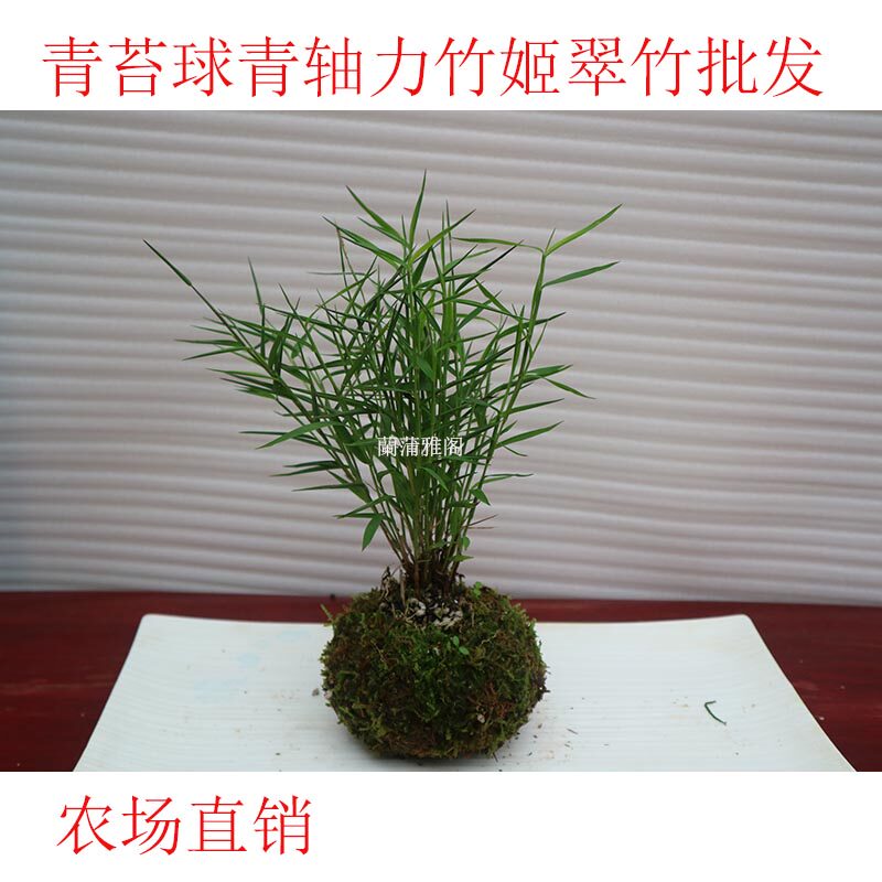 日本青轴可水培绿植物观叶姬翠竹