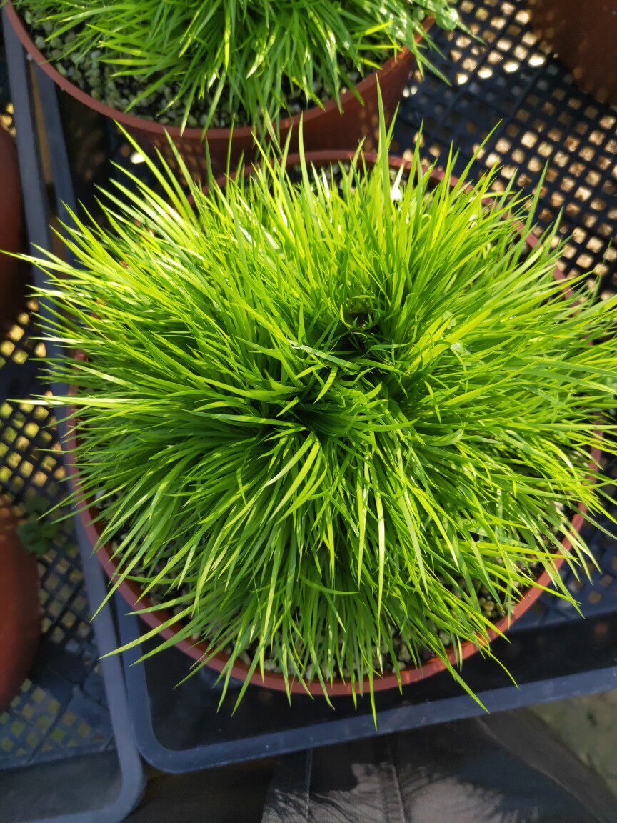 菖蒲黄金姬日本贵船苔黄金极姬案头桌面办公室附石盆景蒲草山野草