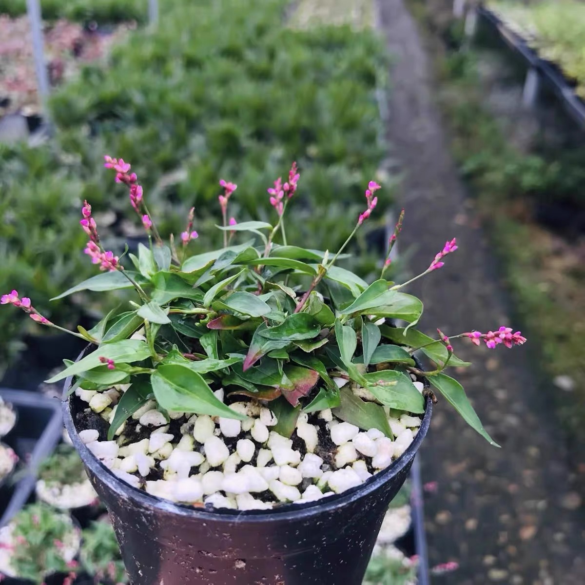 日本山野草姬樱蓼红花阳台庭院多年生矮型趣味盆栽