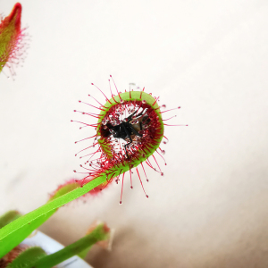 茅膏菜捕蝇草驱蚊室内阳台