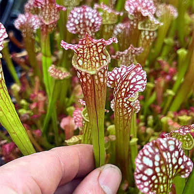 朱迪思瓶子草白瓶紫瓶花哈密盆栽植物捕蝇草盆栽捕虫草查尔逊