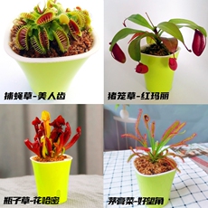 насекомоядное растение 食虫草植物捕蝇草猪笼草食人花超大夹捕虫食蝇草室内趣味盆栽
