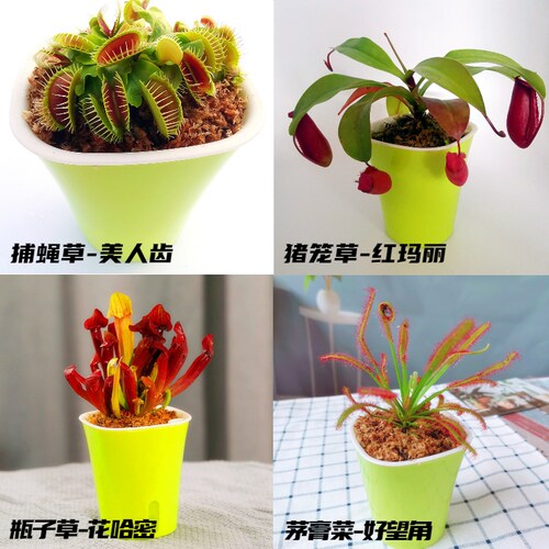 食虫草植物捕蝇草猪笼草食人花超大夹捕虫食蝇草室内趣味盆栽