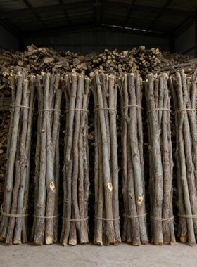 野生无硫桑枝手工室内装饰摆件