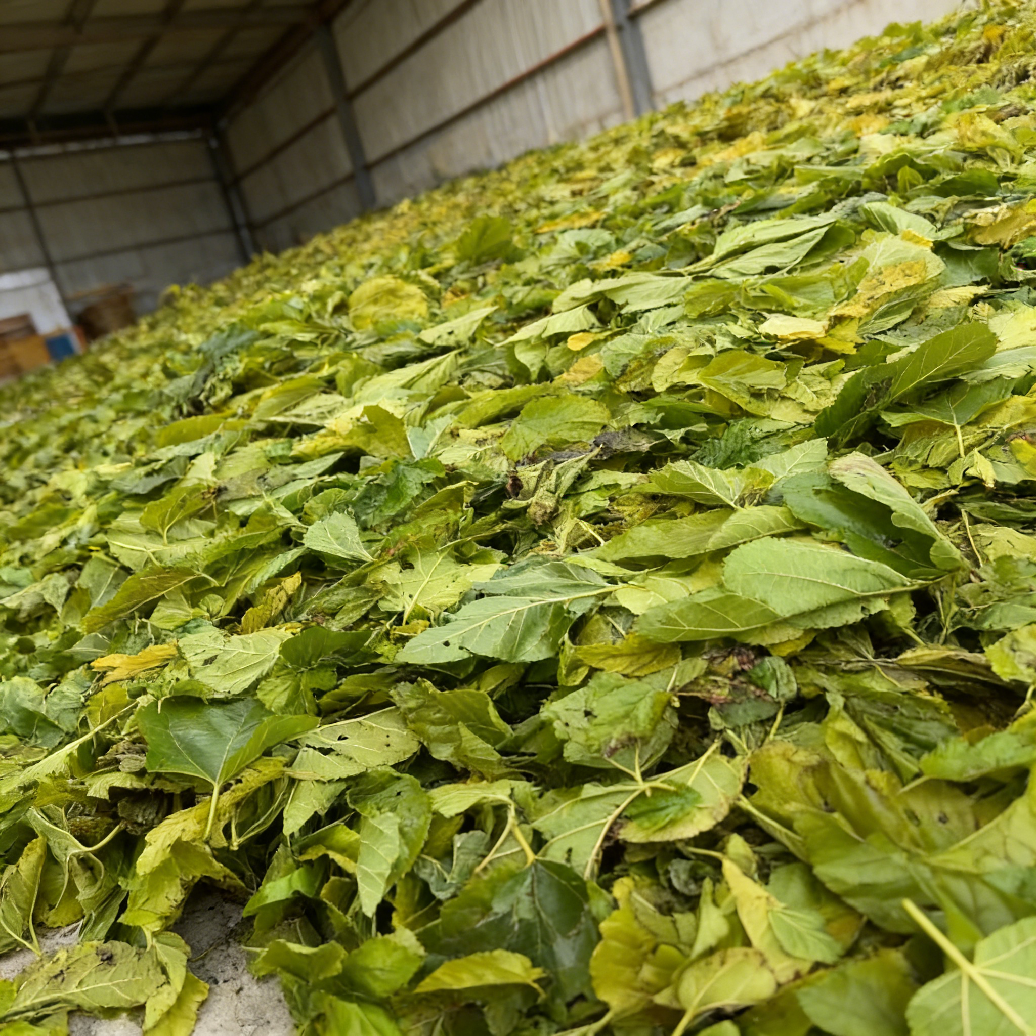 深山纯野生晒干桑叶泡茶