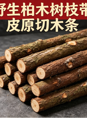 成都野生柏木干枝装饰摆件